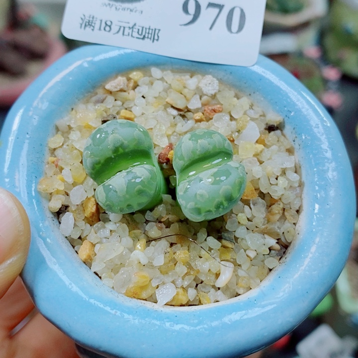 生石花花哈哈哈哈970