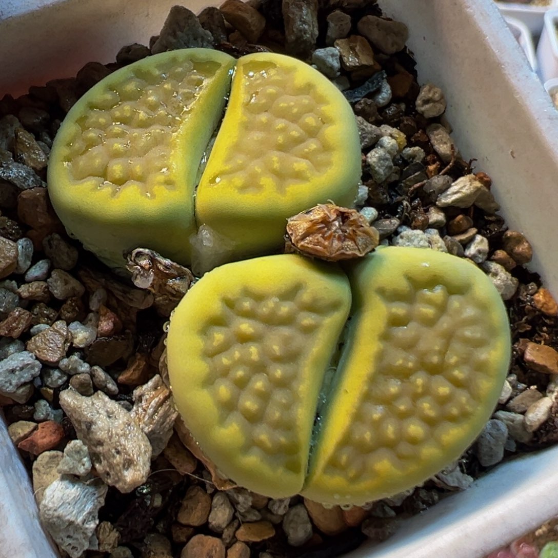 012多肉植物种类多样