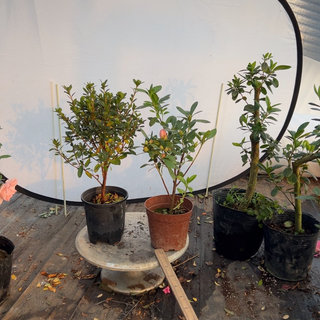 花***歌完全开放都美人加桃梅锦