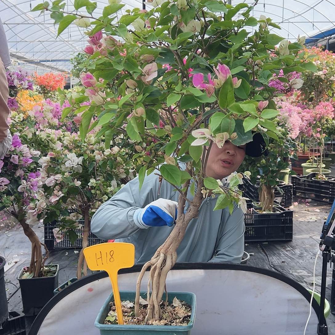 h***y大部分花苞少量开放H18漳红樱