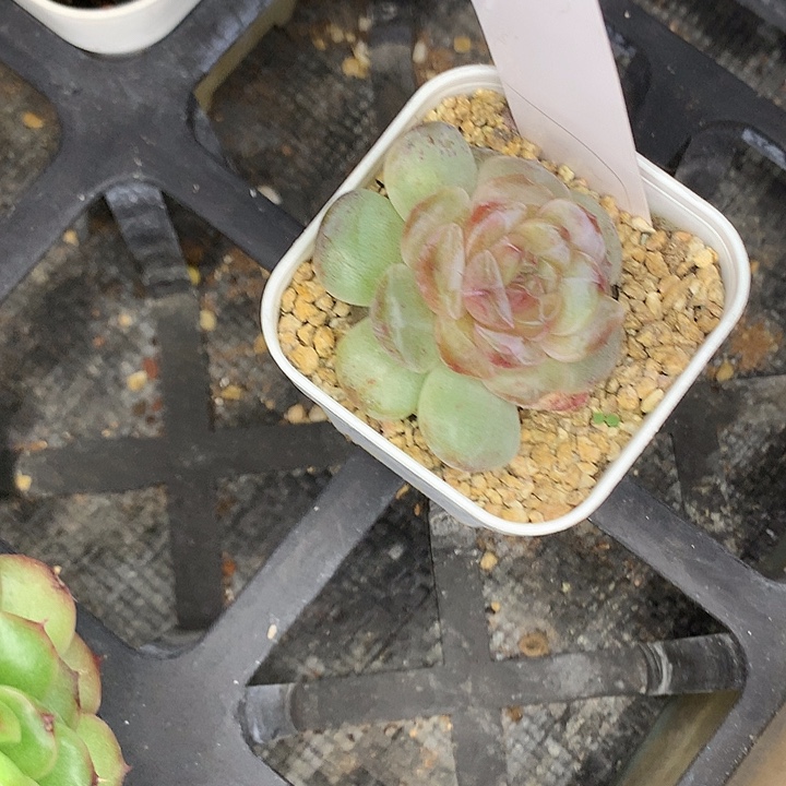 肥***崽单头溏心11111111