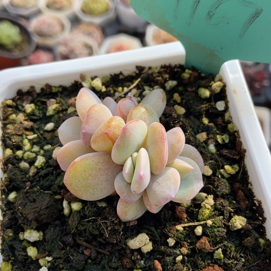 1167奶茶多肉植物保护