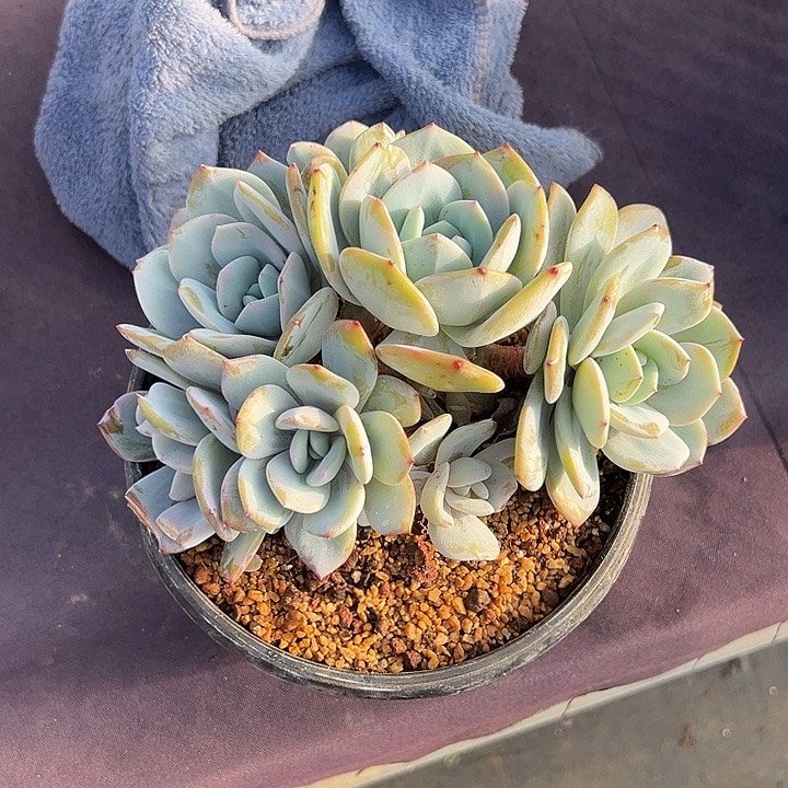 平头无砍奶茶多肉植物