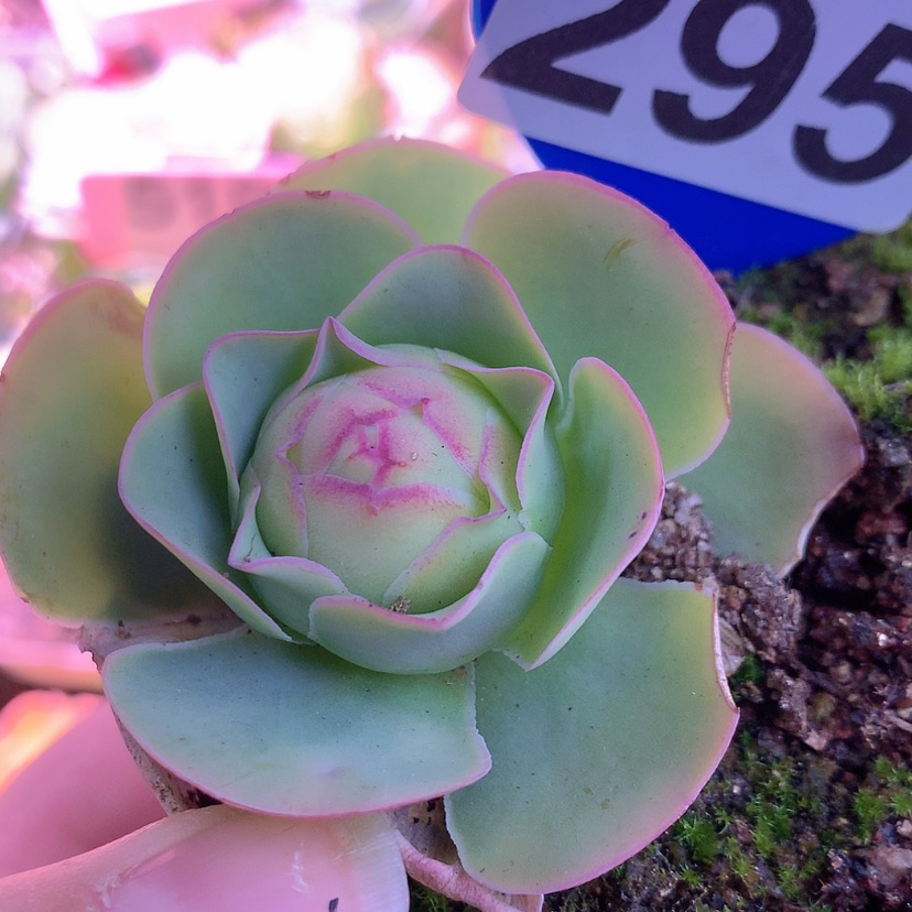 【闪购商品】yj295桃子帕