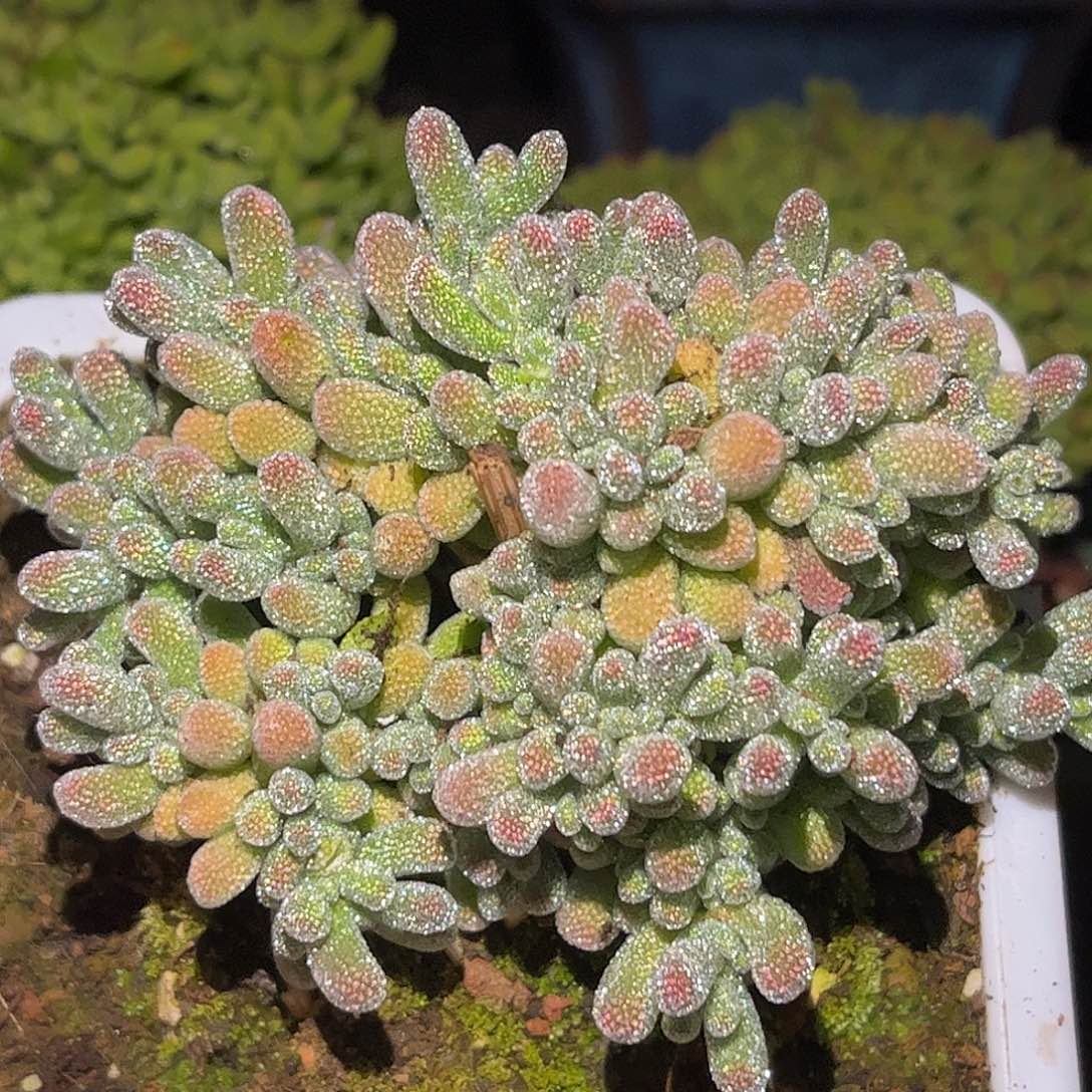 20五彩冰晶优选枝干