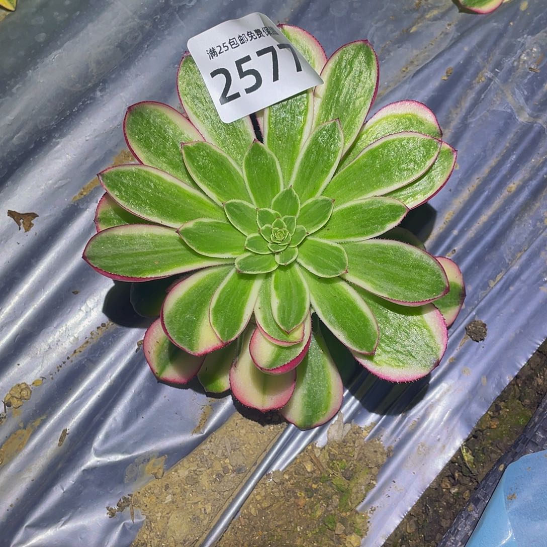 2577荔枝多肉植物