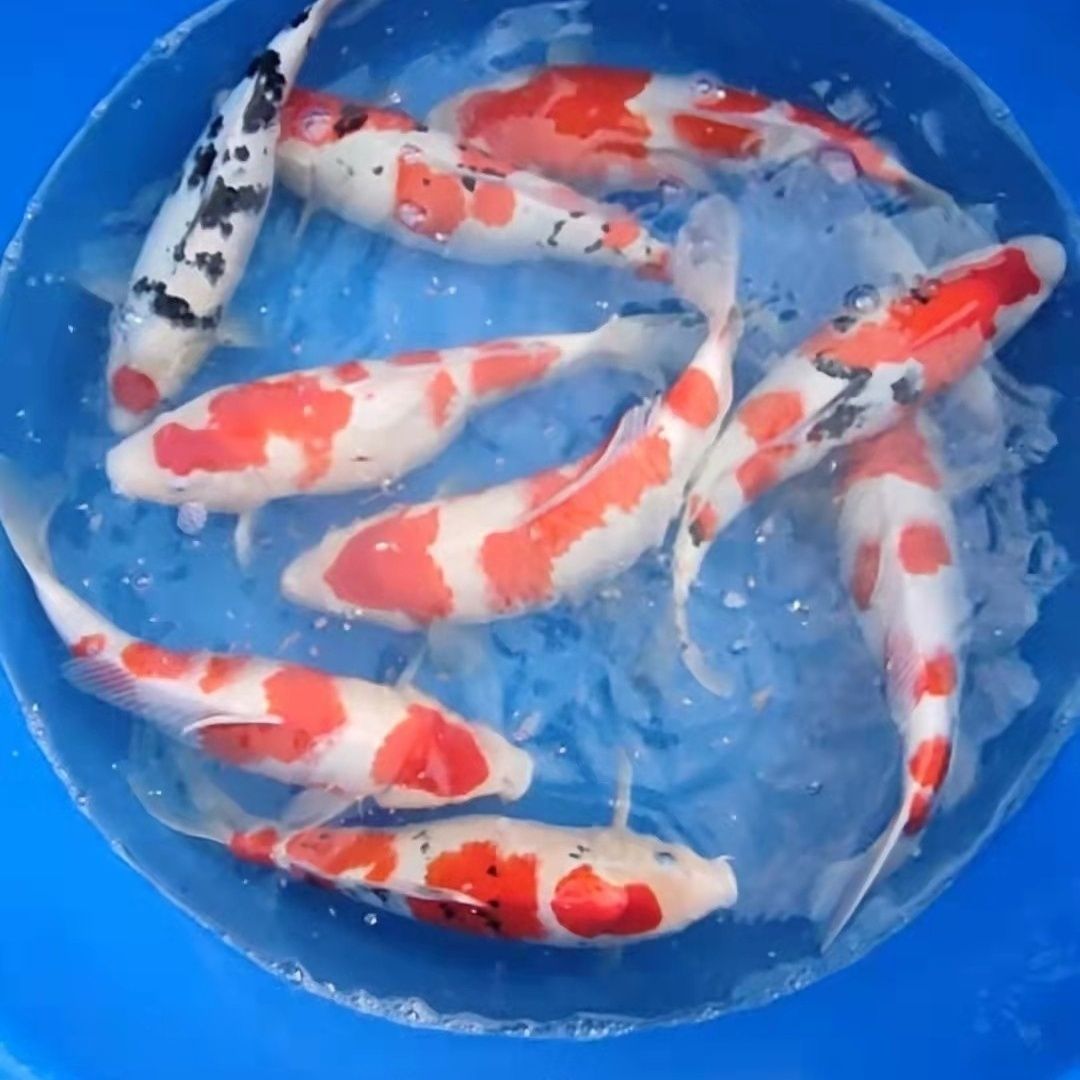 红白三色大正龙系孔雀昭和绯写芥子茶鲤浅黄宠物鱼冷水鱼好养耐活