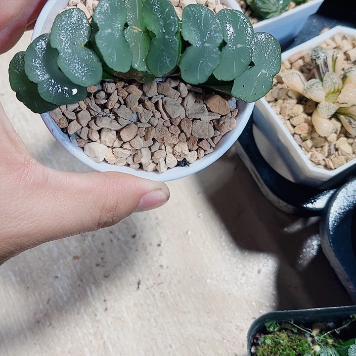母本玉扇特价处理