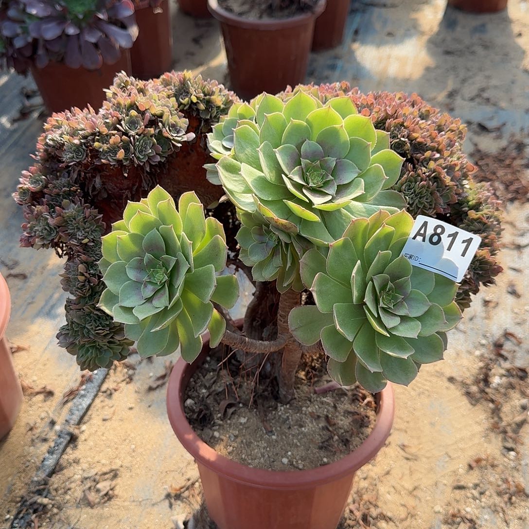 811万缀朵朵一颗呀呀