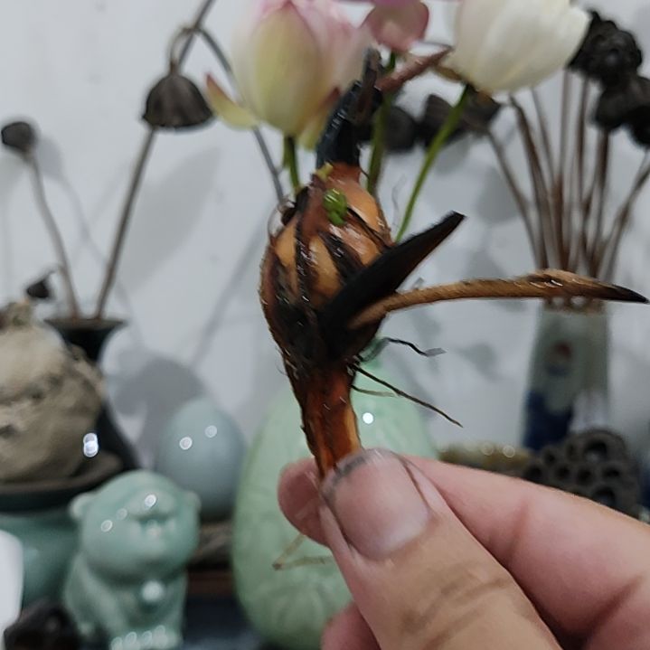 当前无花栽培后可以开花☆开播福利:小三色1支