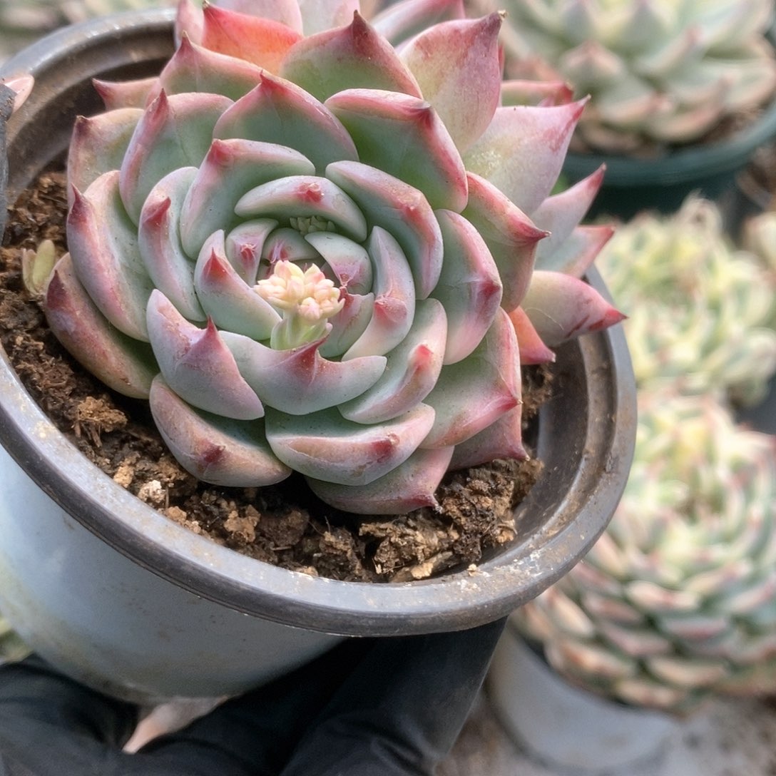 047锦锦锦锦锦锦锦