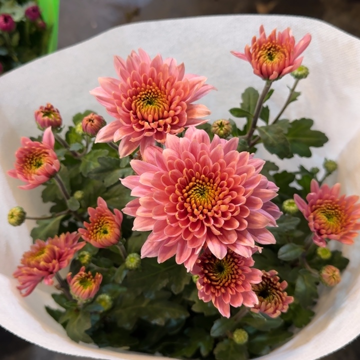 新品小菊苹果冰粉盆栽