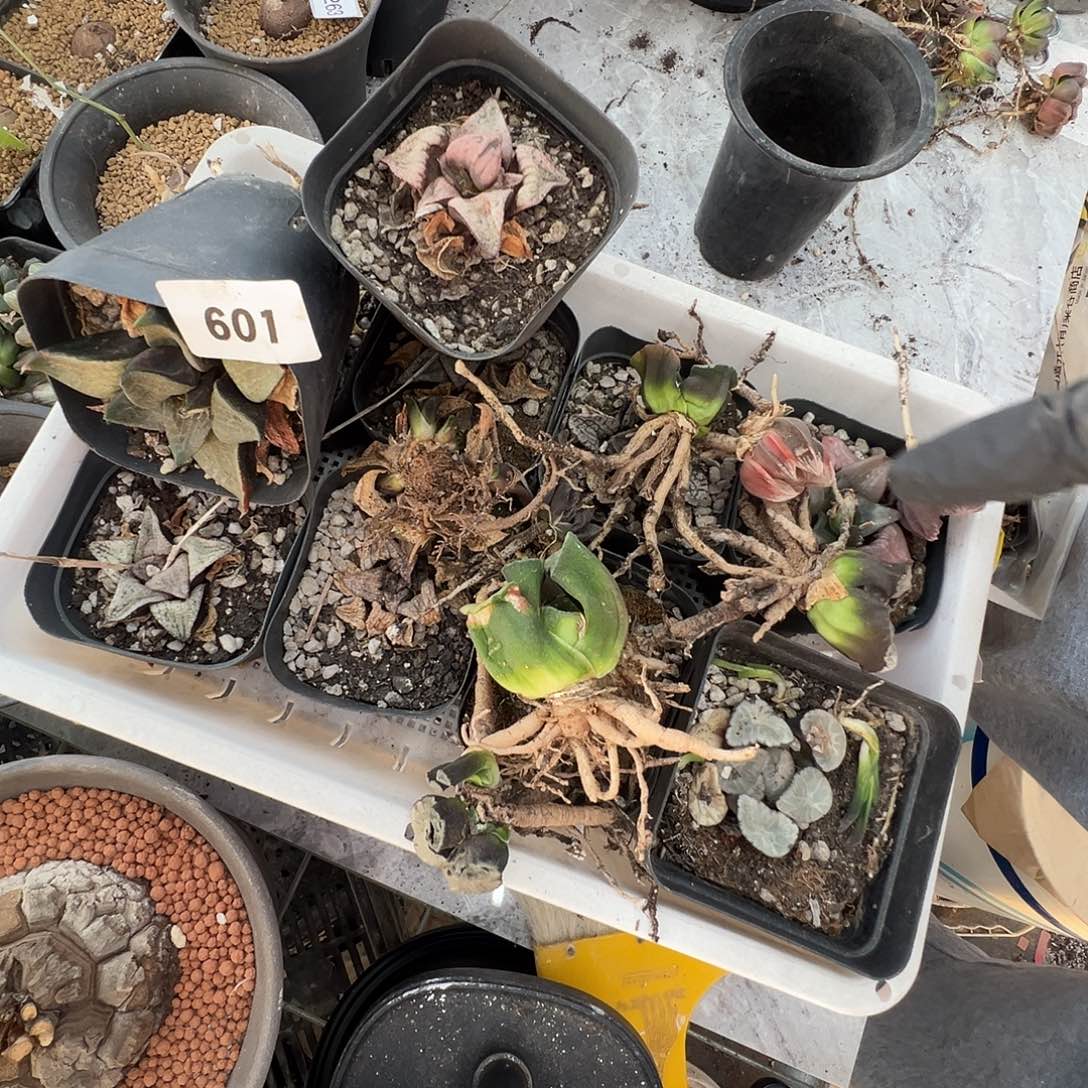 多肉植物专拍植物不退换 一物一拍 601