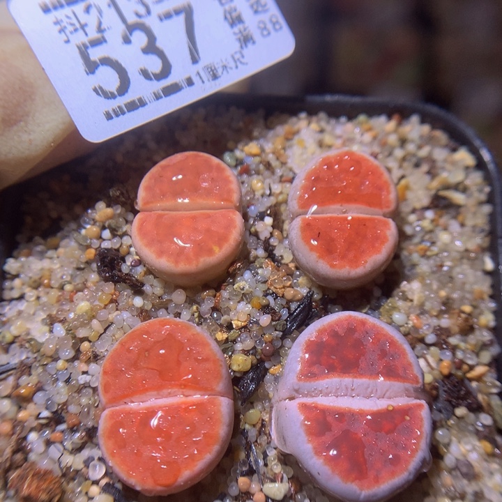 精品生石花213.537