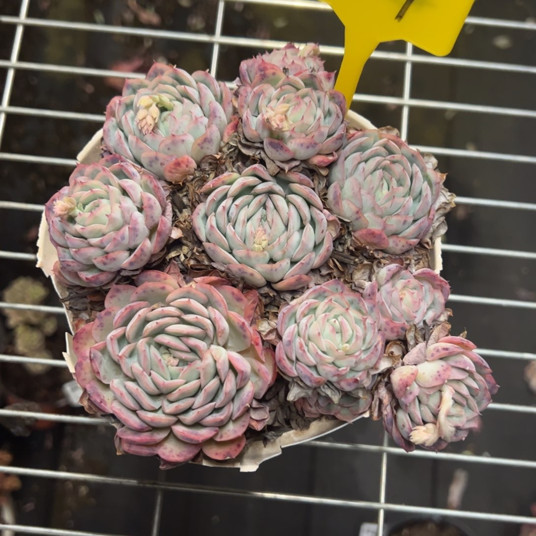 草莓冰一物一拍2292