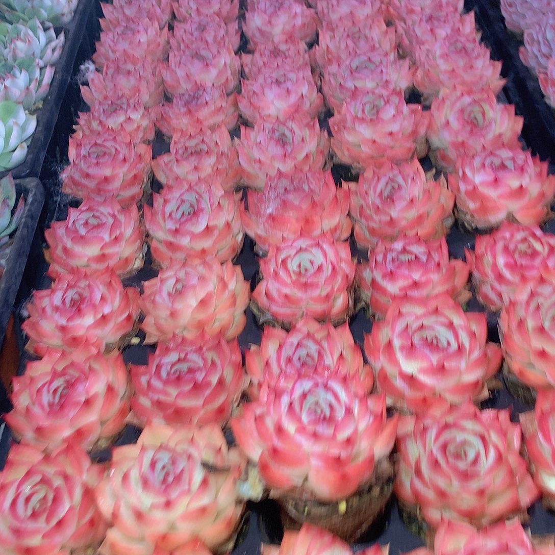 三颗侧影3456789999900