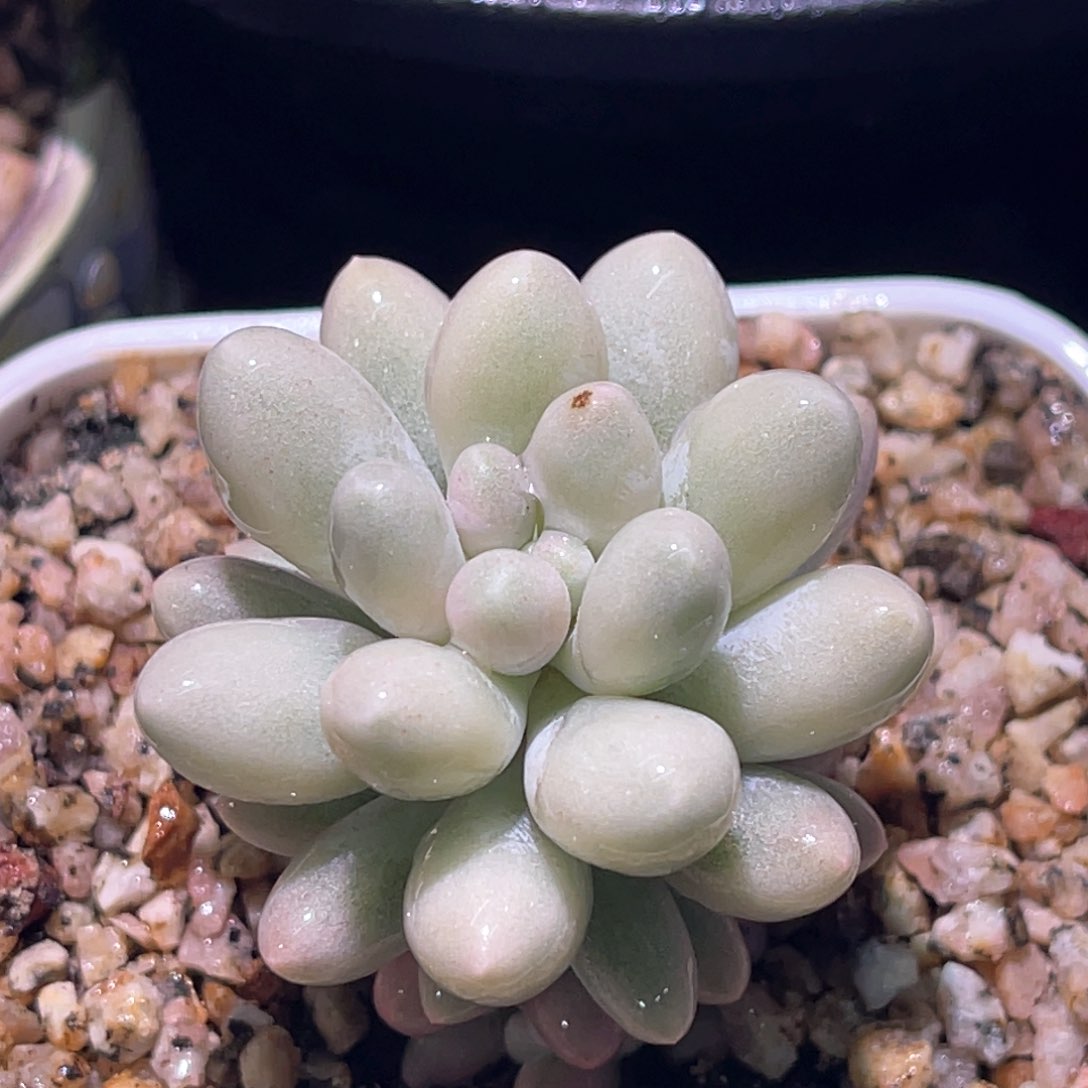 多肉特价婴儿手指锦带崽