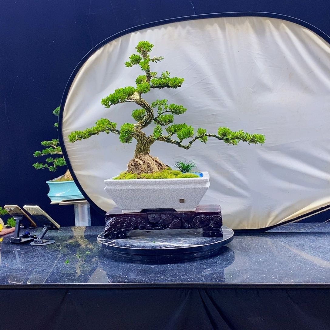 无花朵黄杨盆景造型