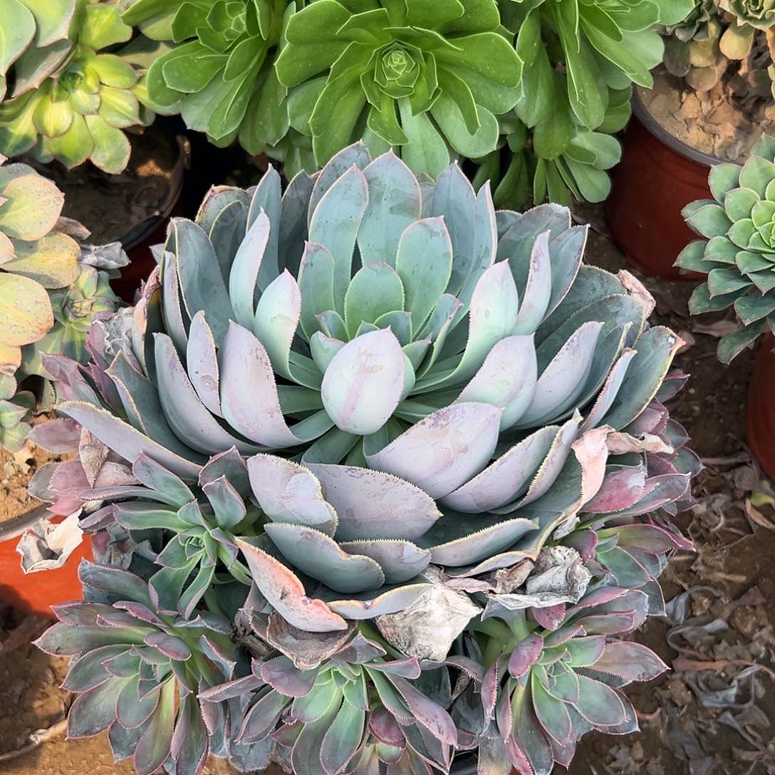 多肉植物原始仙桃