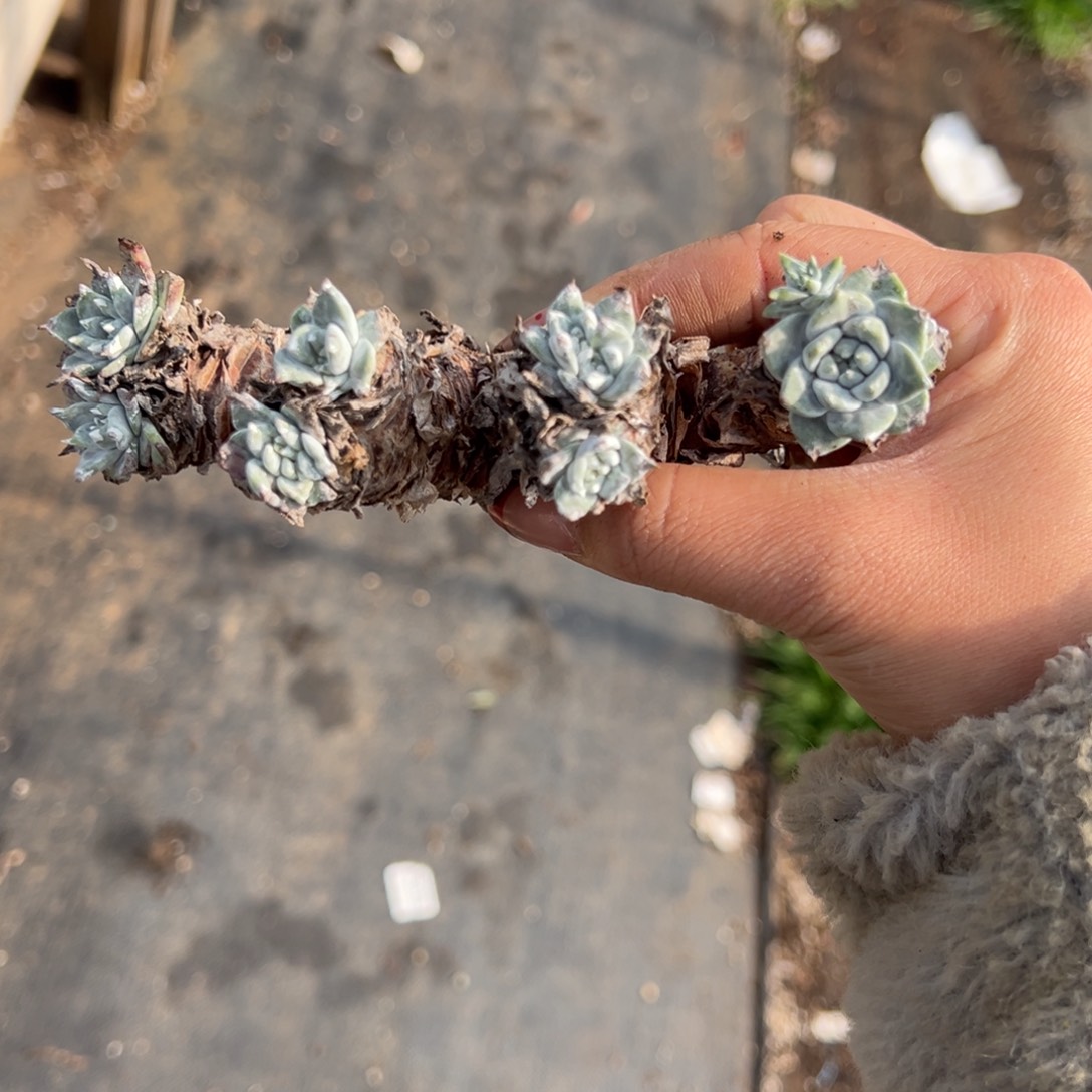 2210苹果叶杂交哈哈哈哈哈哈哈哈