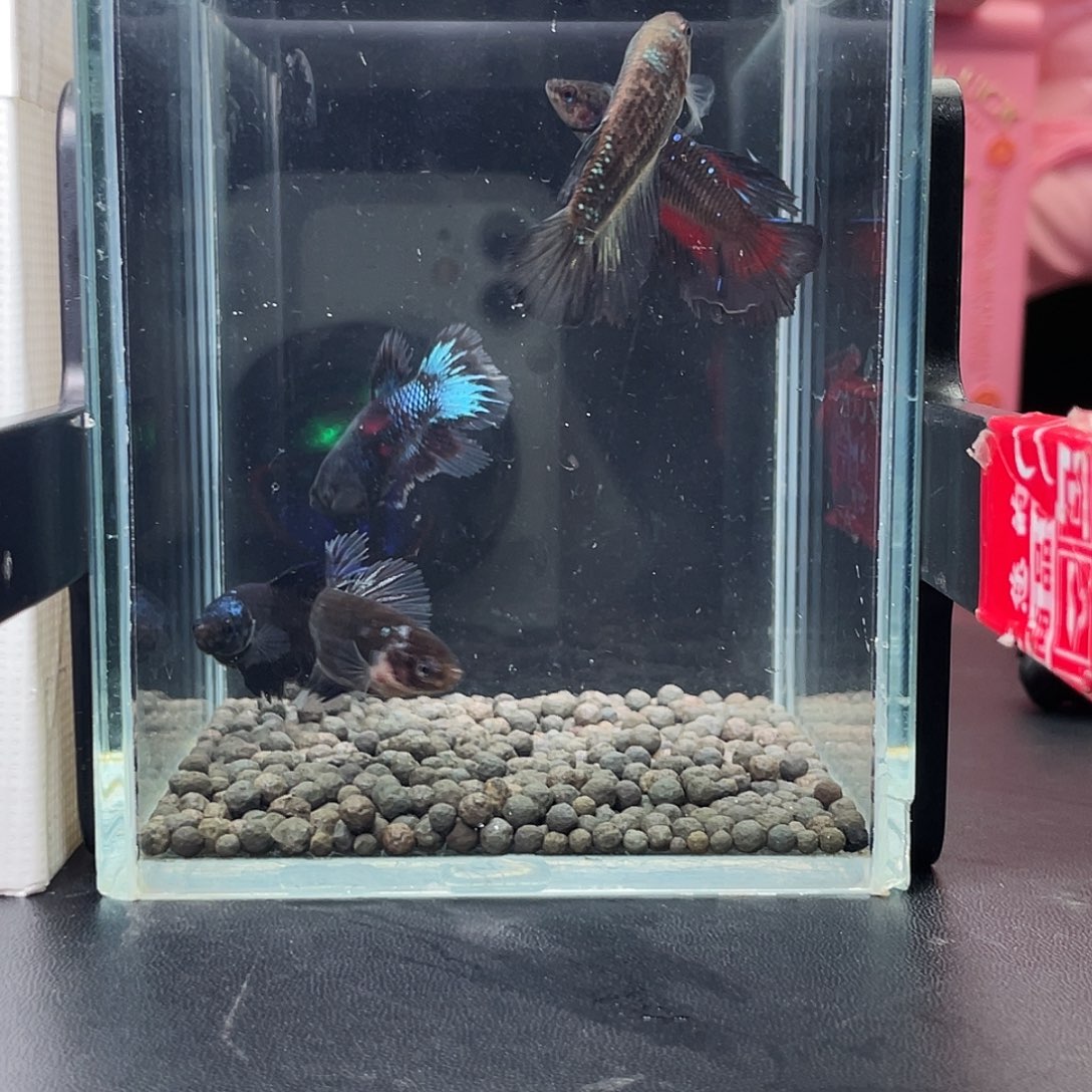 斗鱼28号97早暗黑母5