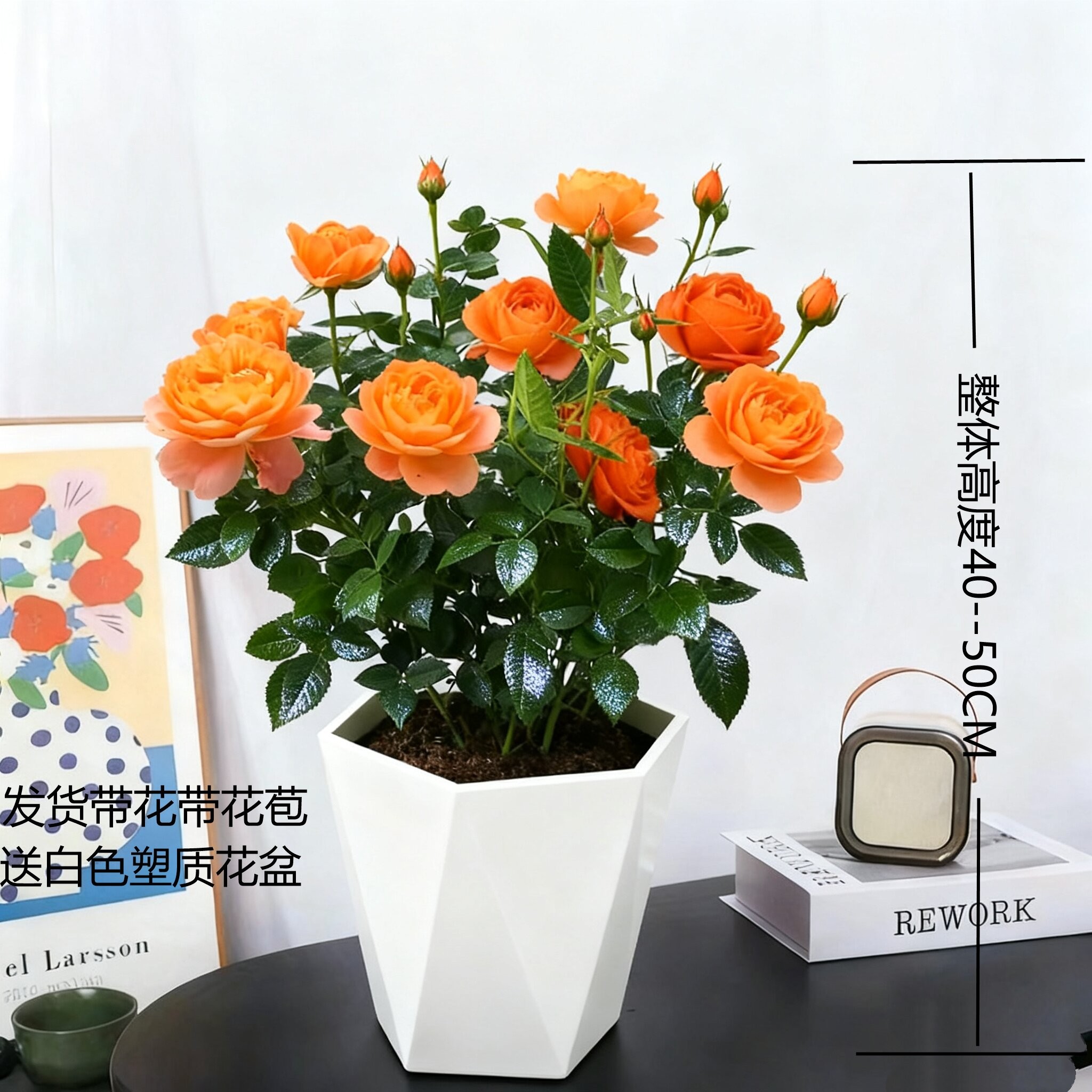 欧月【果汁阳台】胖姐带花带苞盆栽月季多季节开花阳台庭院花卉