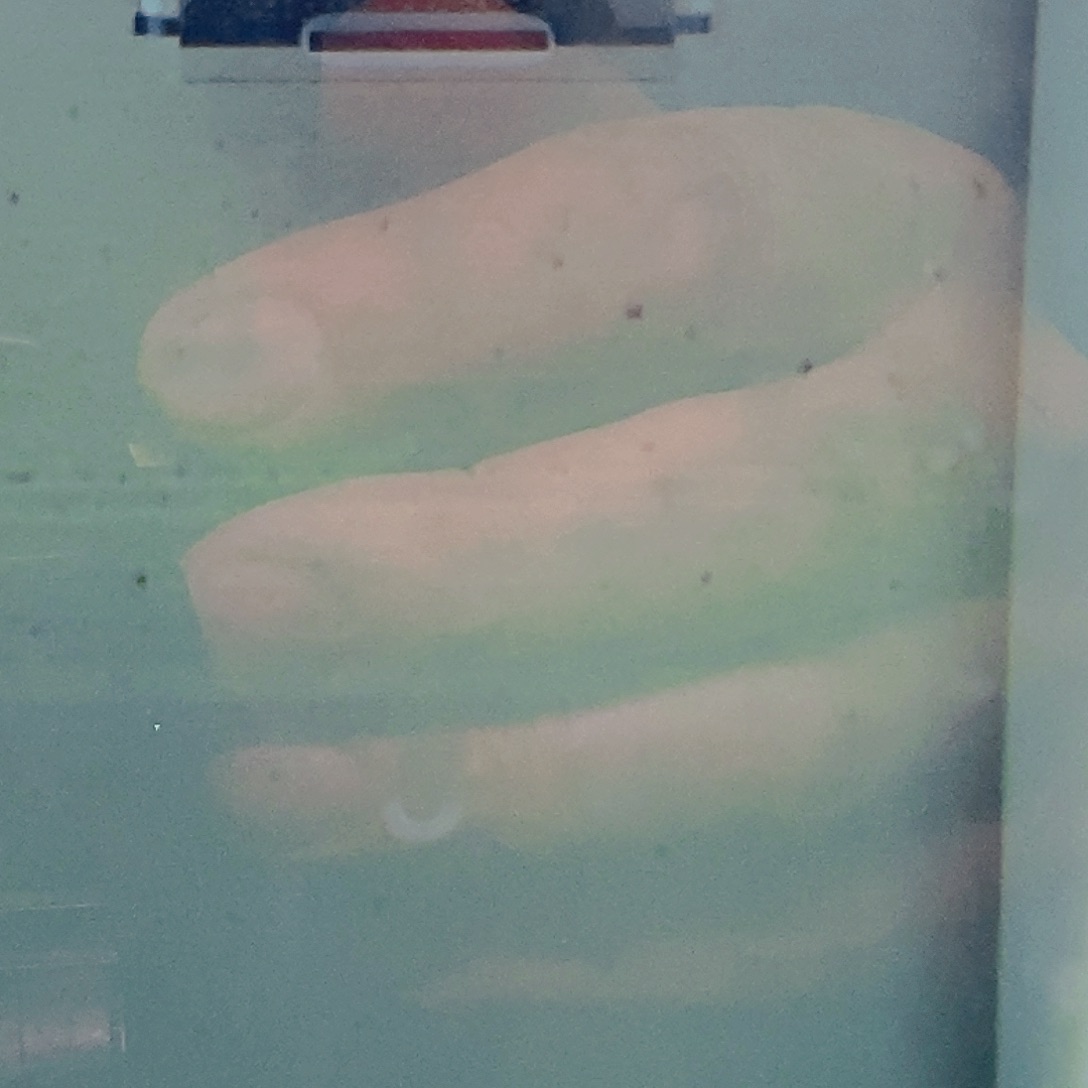 清道夫鱼帝王异型26号