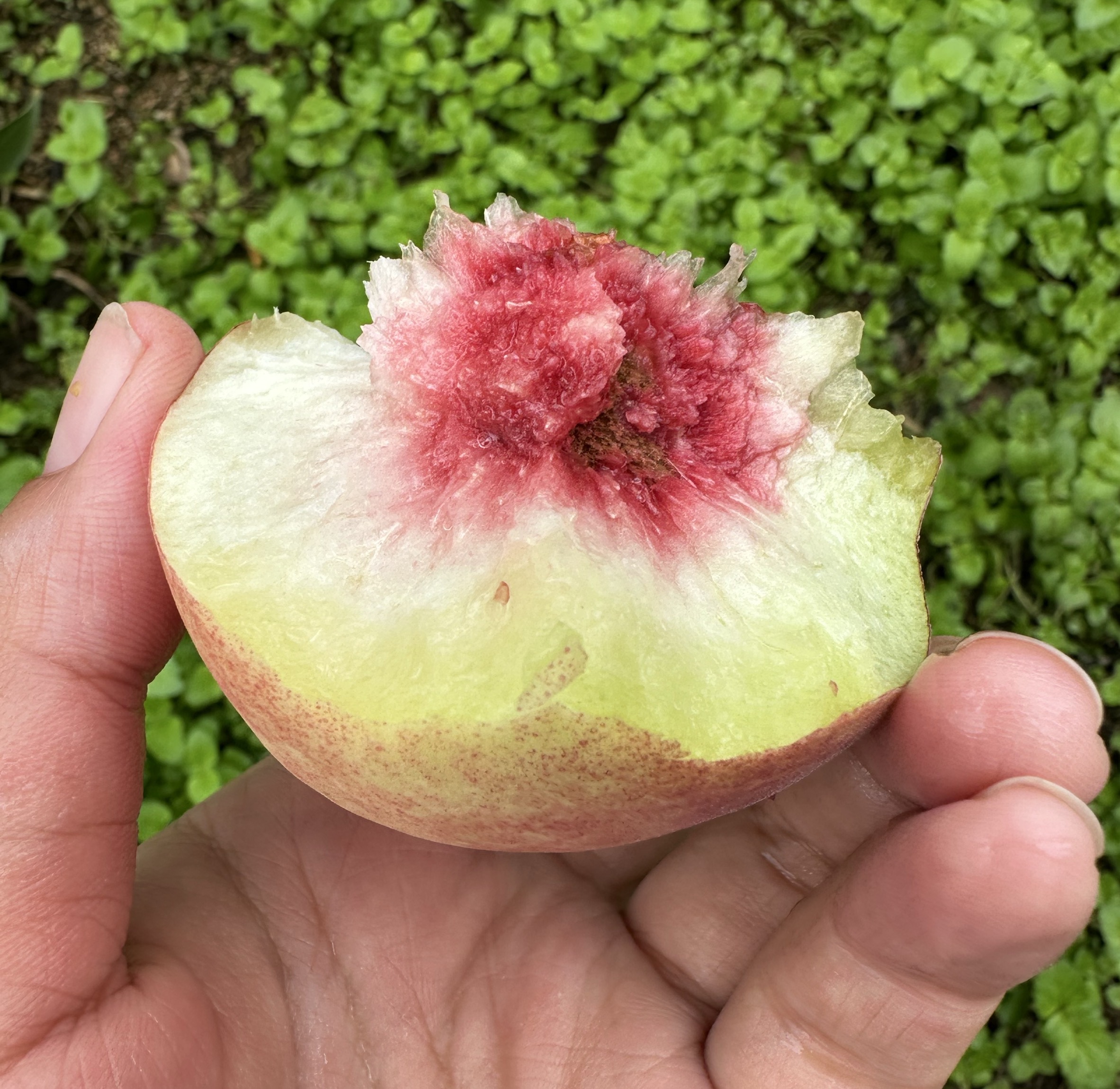 【小蕾专属】沂蒙山秋冬桃新鲜水果应季