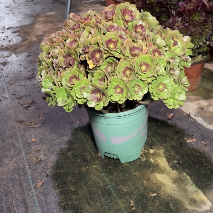 35万圣节多肉多肉