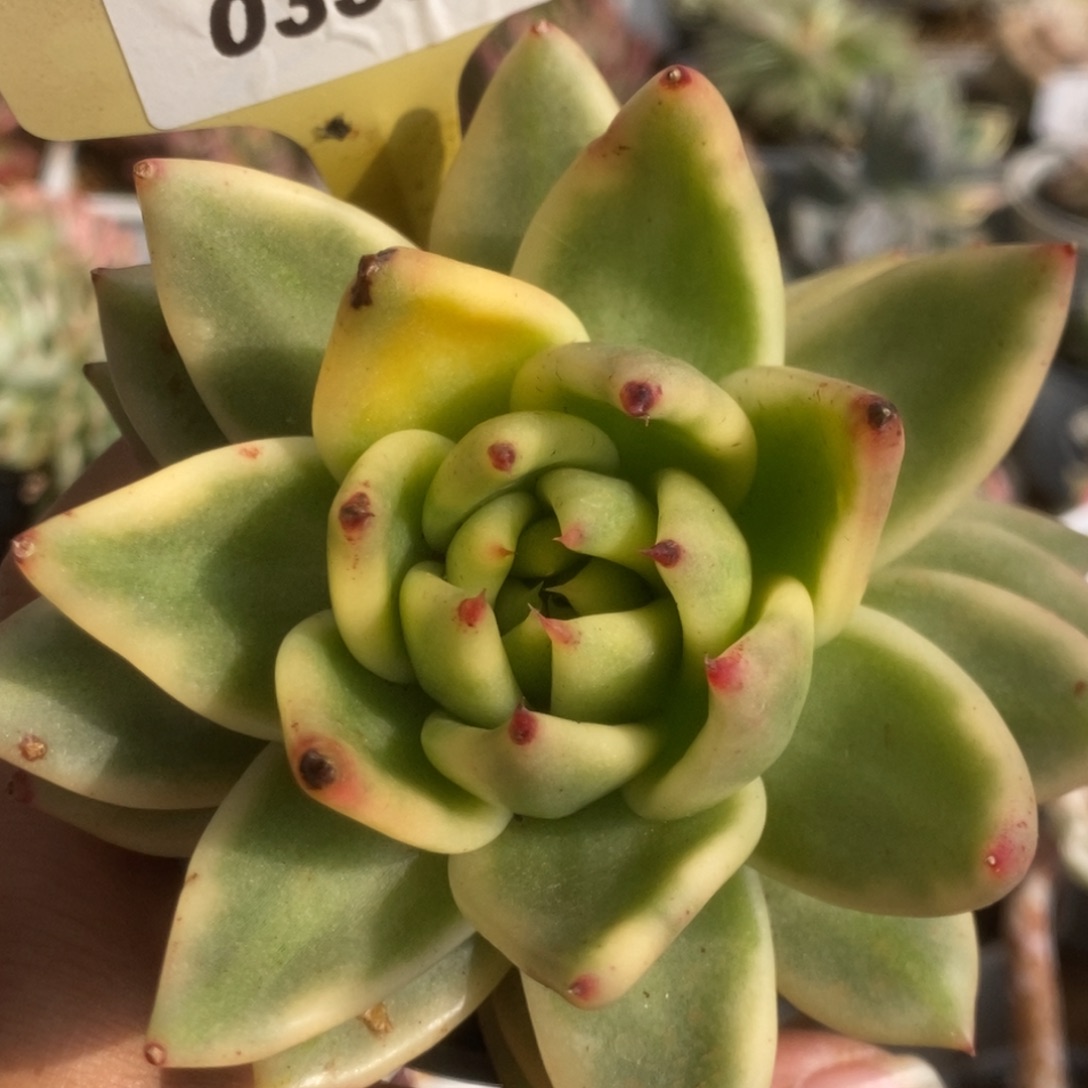 350虎鲸锦锦锦锦