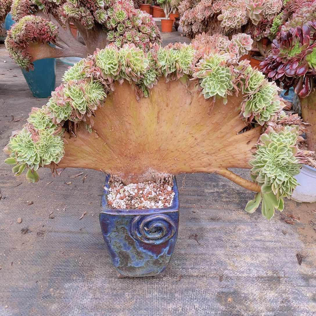 【闪购商品】无花朵海王