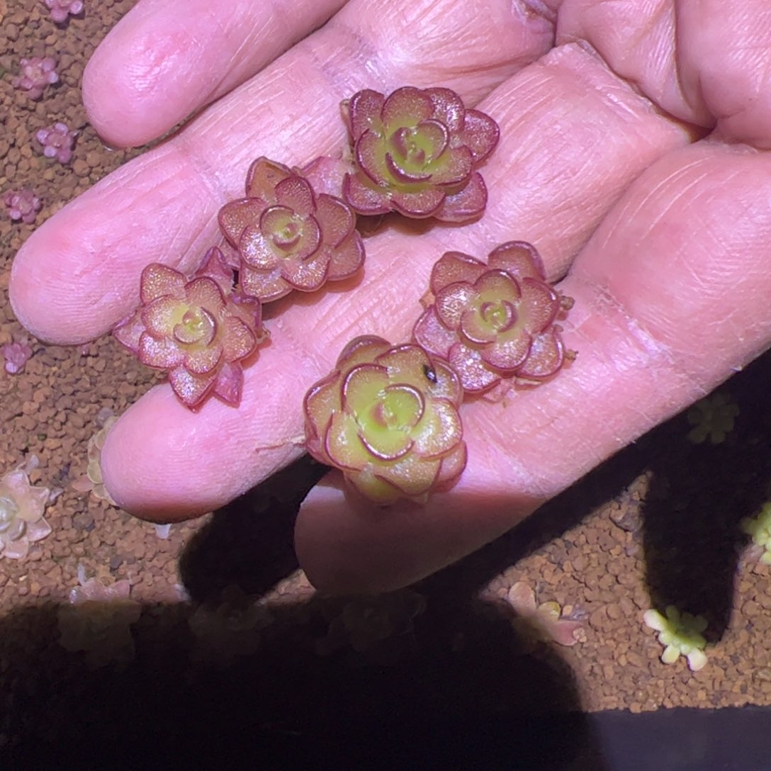 云***梅多肉植物捕虫堇专拍