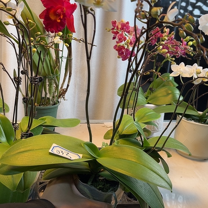 大部分花苞少量开放033