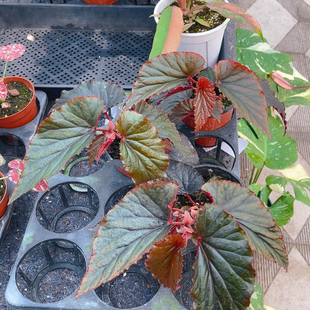 完全开放阿拉伯日落