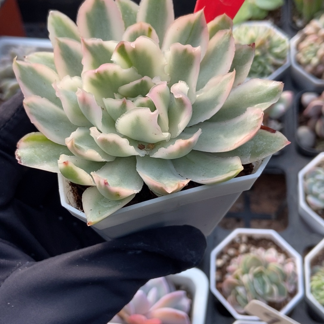 831紫蝴蝶锦多肉植物