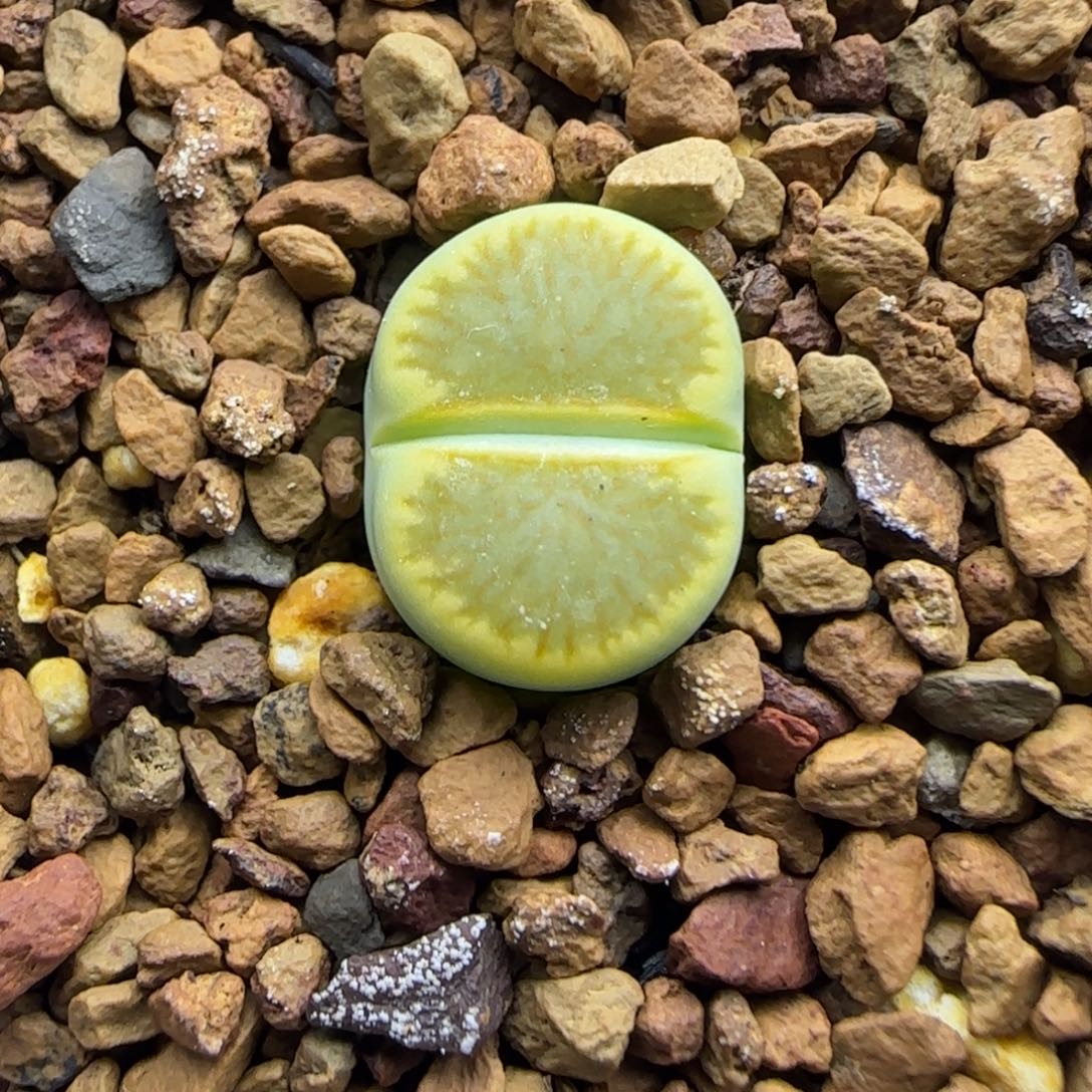 441 生石花大棚直播