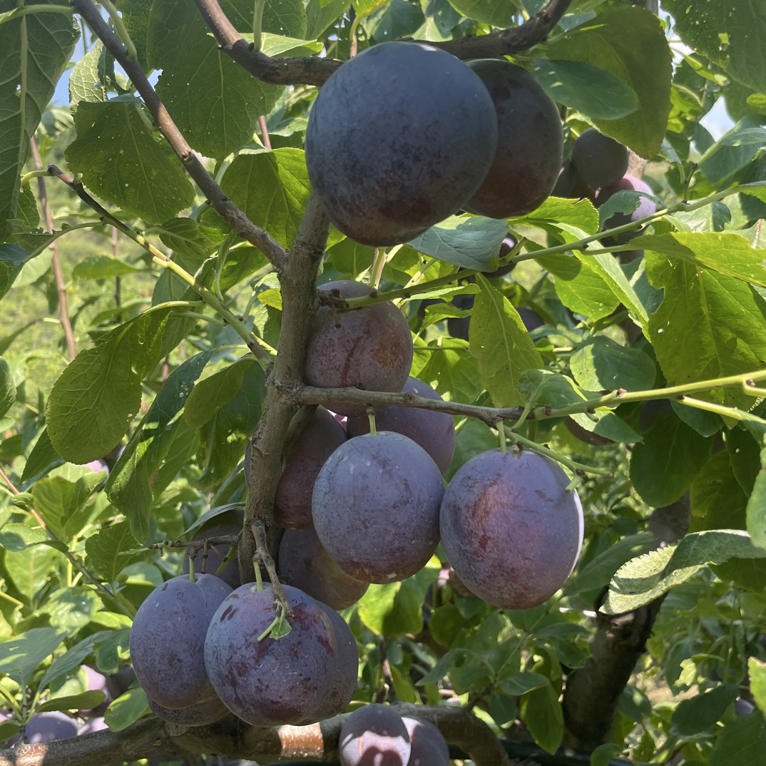 西梅树苗各品种西梅树苗塔尔玛法兰西西梅苗