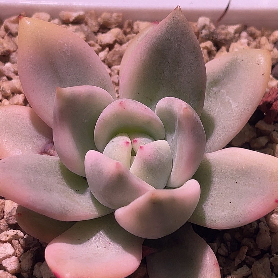 尚品园艺白夜香槟锦8170