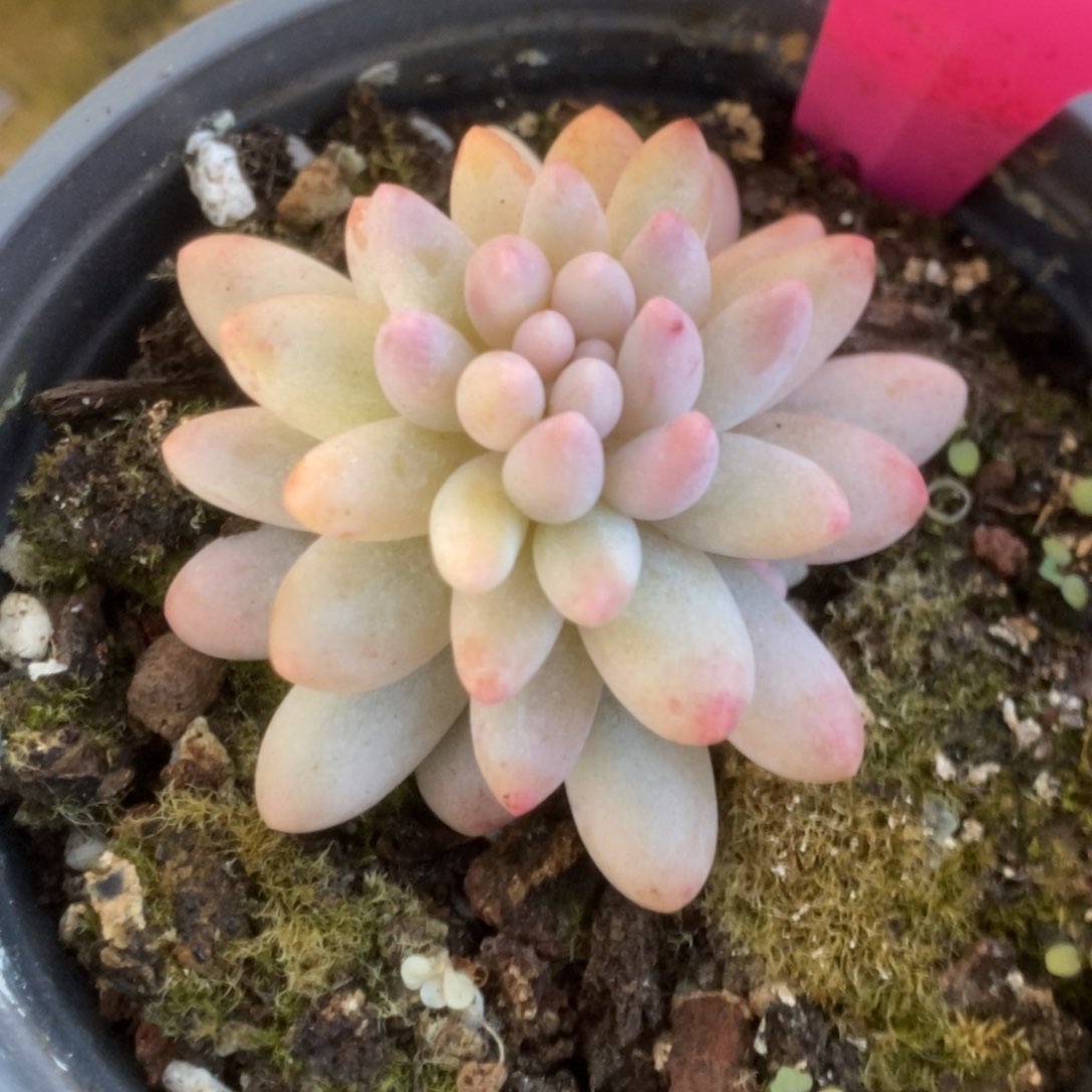 442婴儿手指锦锦锦锦