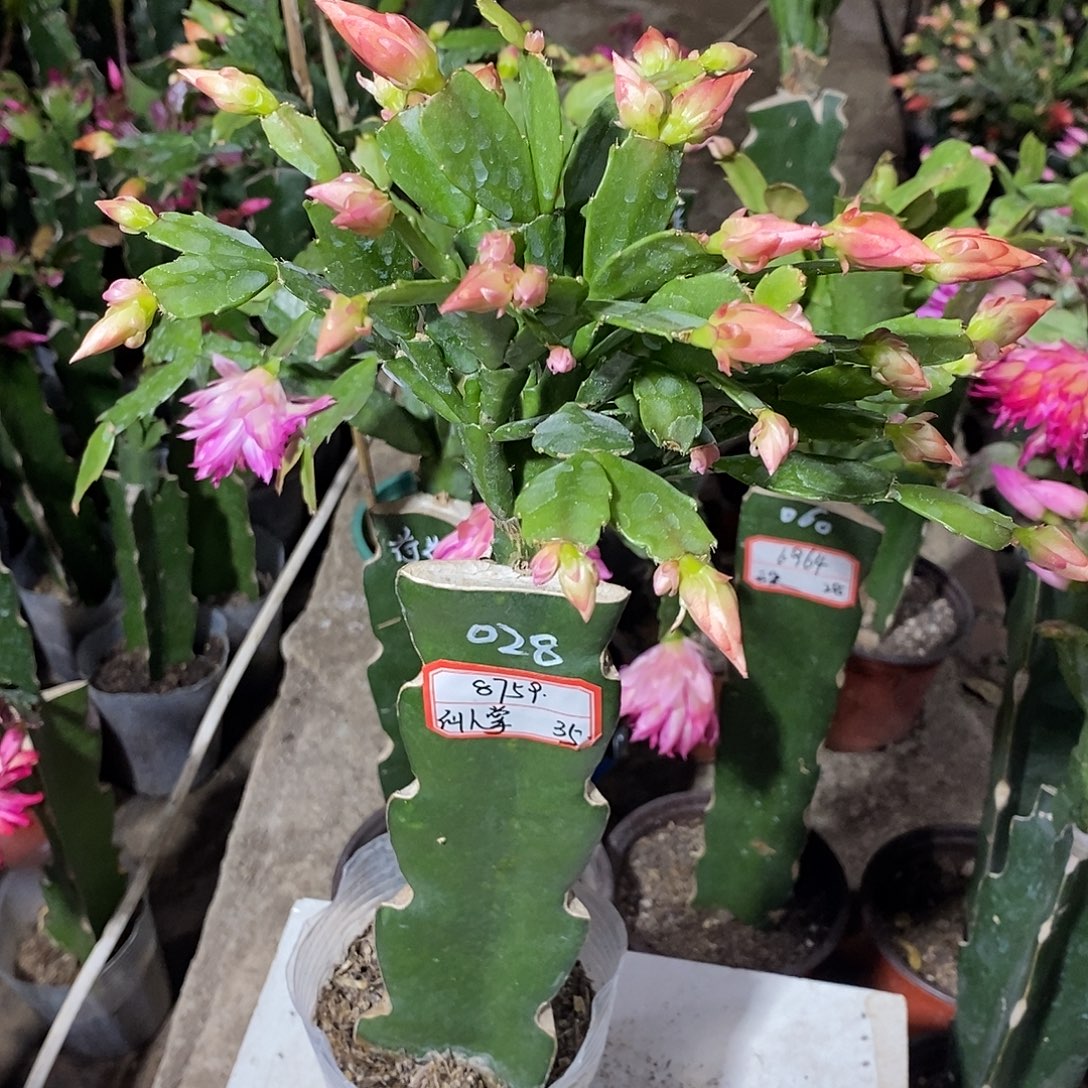 仙****完全开放8759 仙人掌（35）