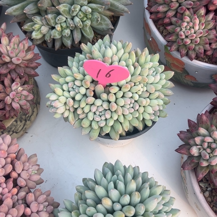 锦***花多肉植物一物一拍