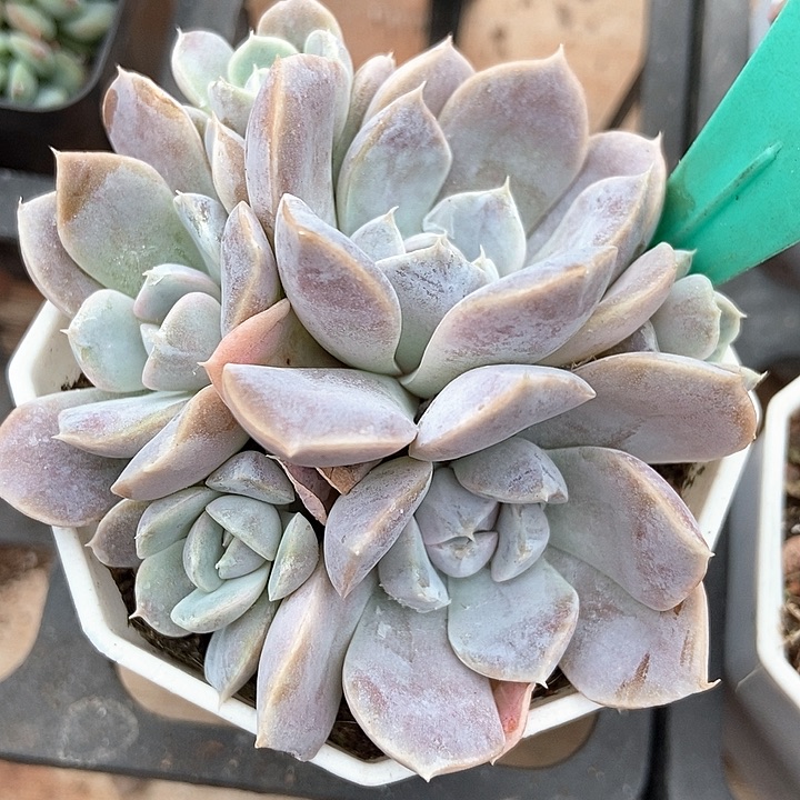 多肉植物汉堡1593多肉植物