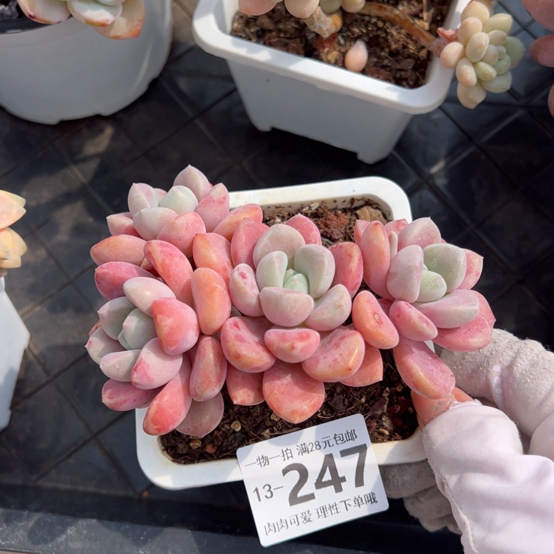 花斑鹿多肉多肉多肉多肉