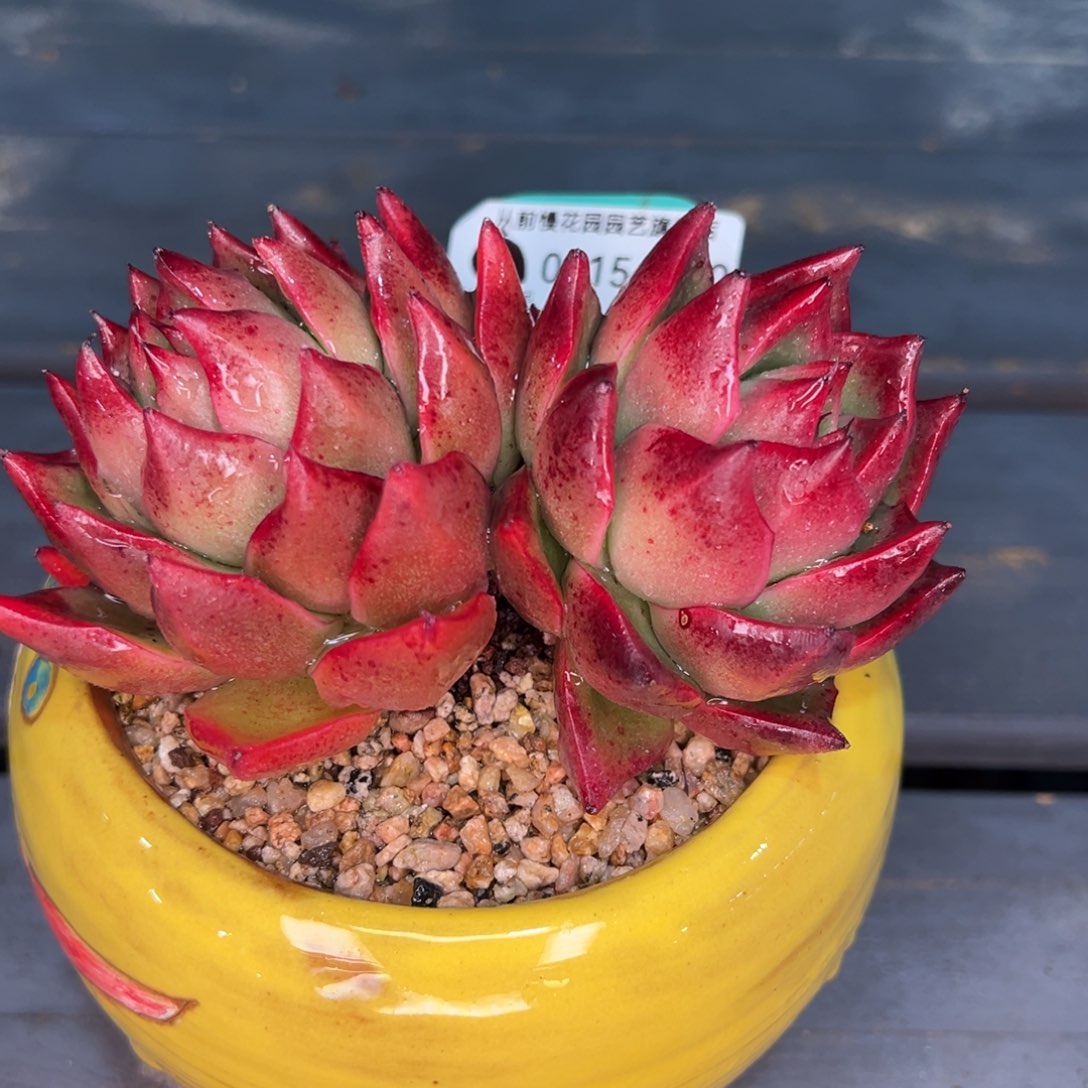 从前慢多肉精选编号0215.350