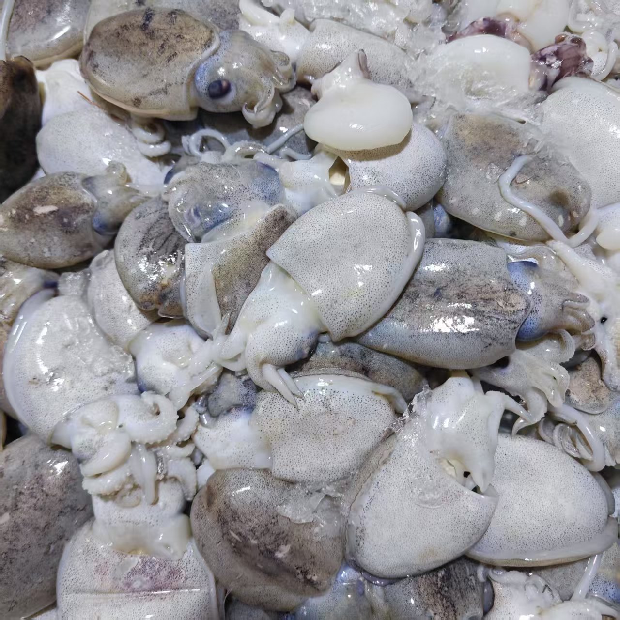 【鲜目鱼仔】上街弟推荐带皮 鲜冻发货 肉质鲜甜 脆