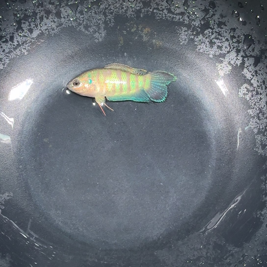 斗鱼精品国斗直播14