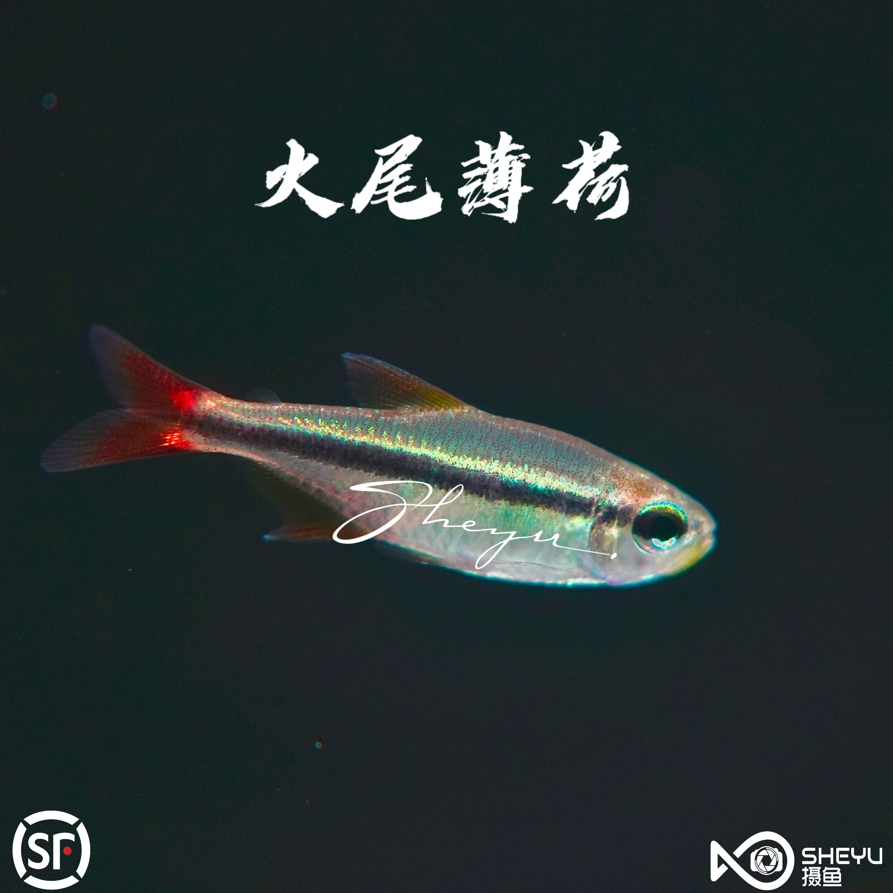火尾薄荷魔鬼-灯科鱼