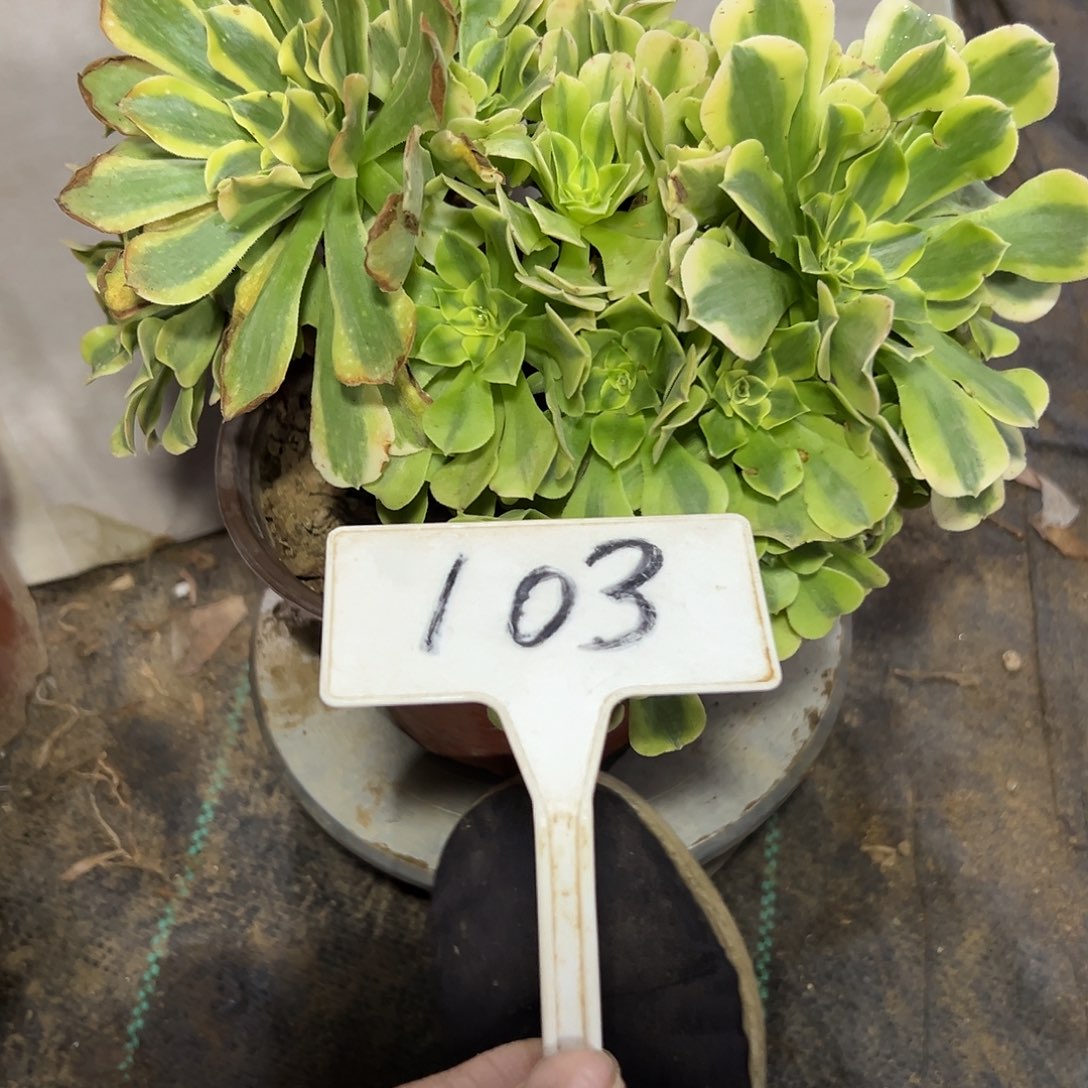 多肉植物绿豆沙缀花103