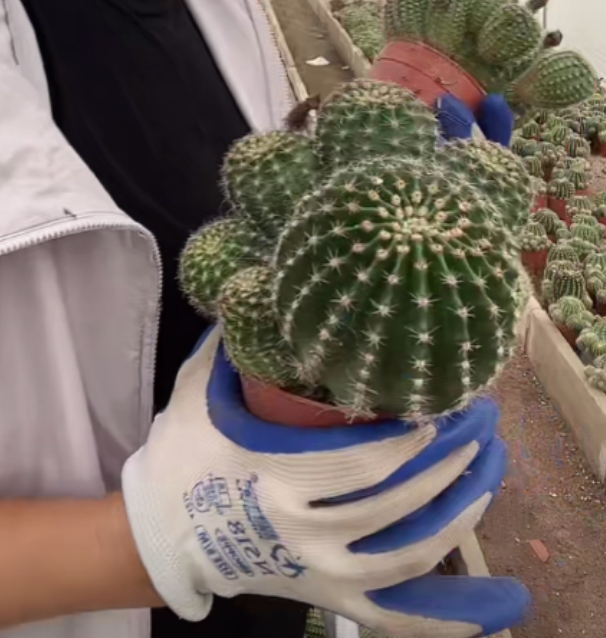 二妹园艺【  带仔黄花娇媚  自根 】满18包邮默认脱土随机发货