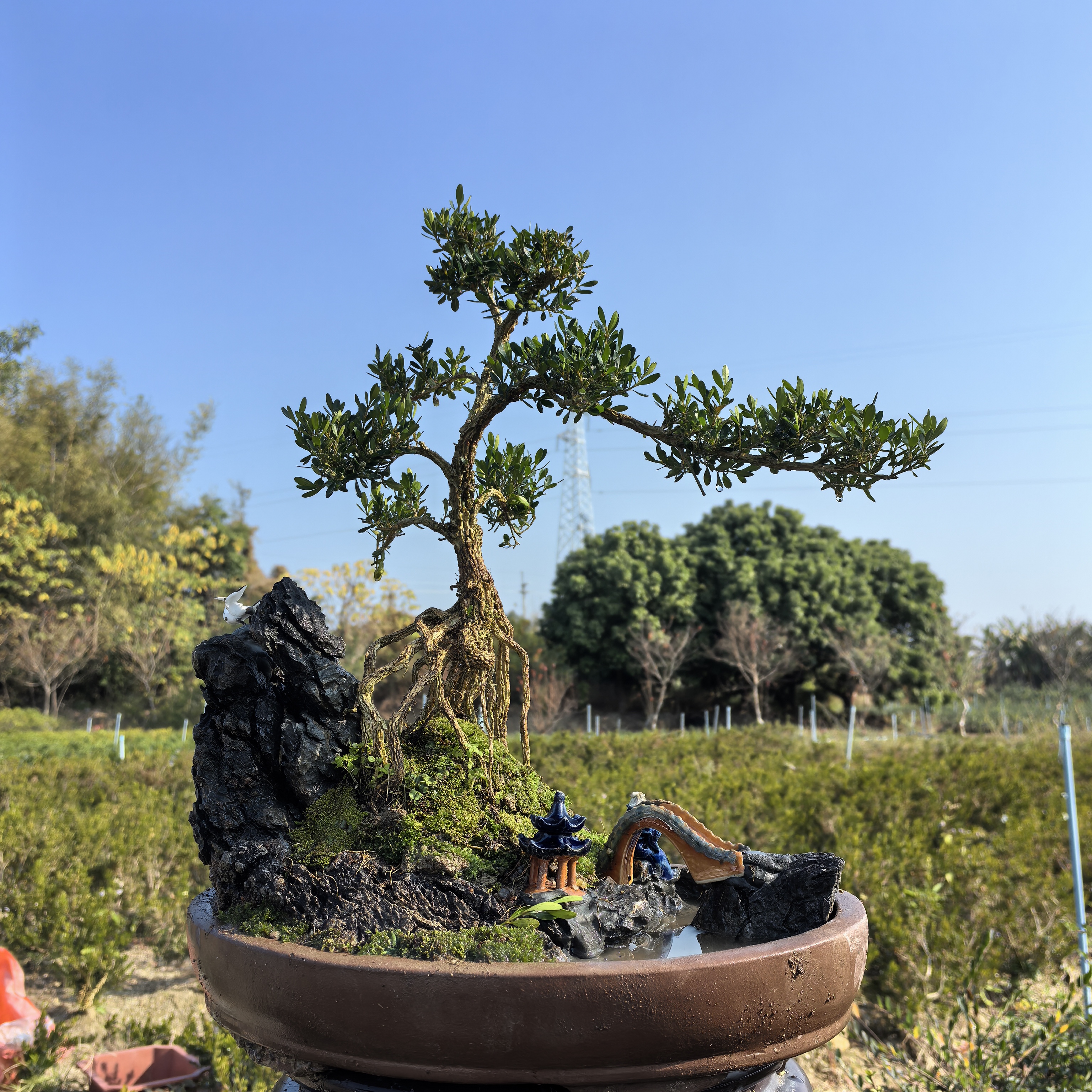 创意盆栽绿植保卫盆景水旱造型鸡爪槭蚂蝗石楠花桃金娘水杨梅老桩